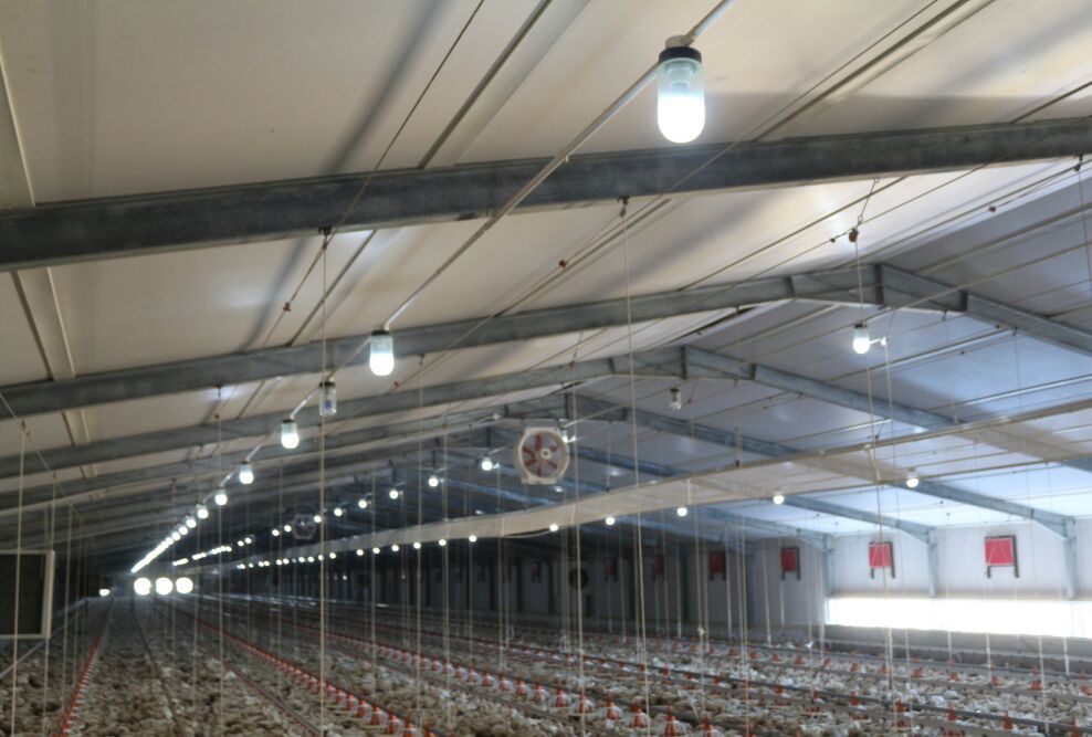Egypt Poultry House Complex - Steel structure project image 2